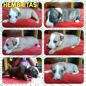 Hermosos Bull Terrier en Venta