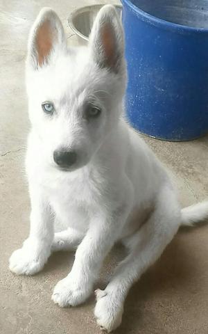 Husky Siberino