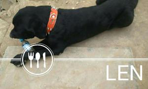 Labrador Negro para Servicio de Monta
