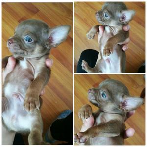 Lindo Chihuahua Macho