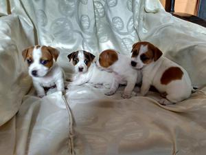 Lindos Cachorros Jack Russell