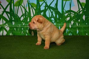 Lindos Cachorros Shar Pei