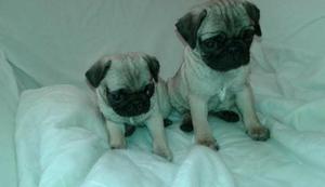 Pug Carlino Ojones Patas Cortas