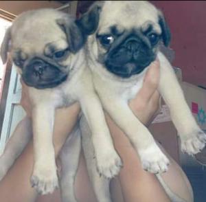 Pug Machos 700