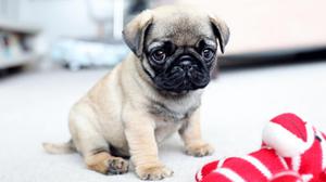 Pug adopto