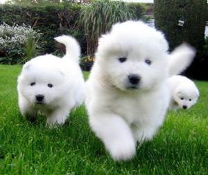 Samoyedo