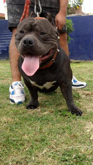 Sevisio de Monta American Bully Pocked