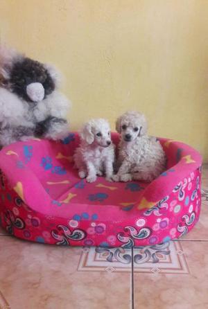 VENTA DE POODLE A1 MACHITOS EN OFERTA !!