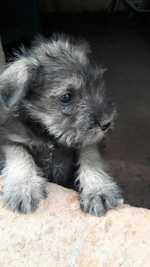 Vendo Cachorros Schnauzer