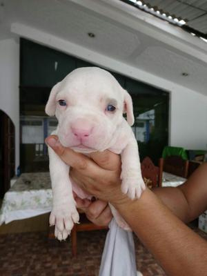 Vendo Pitbull con American Bully