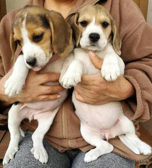 Vendo cachorros de raza beagle