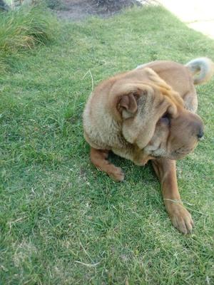 Vendo sharpei macho