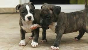 Venta de Cachorros Pitbulls