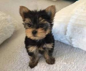 Yorkshire Terrier