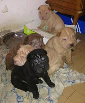 en Venta Mis Sharpei Full Pliegues