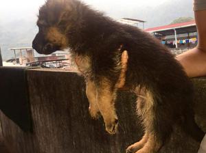 en venta cachorros pastor alemán