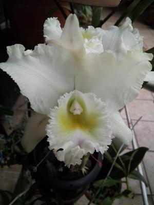 Vendo Hermosa Orquídea Cattleya Pastoral