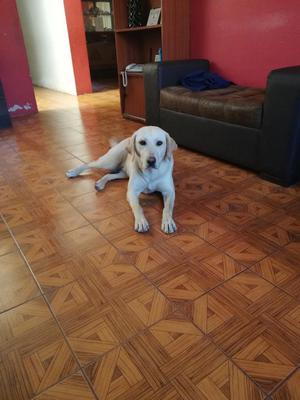 Adopcion de Labrador Hembra de 11 Meses