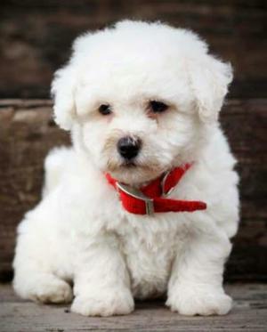 Bichon Frice