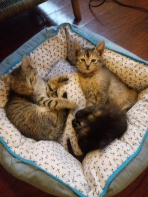 Bonitos Gatitos en Adopcion