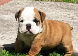 Bulldog Ingles