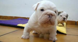 Bulldog Ingles