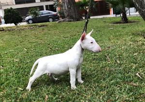 Bullterrier Hembra