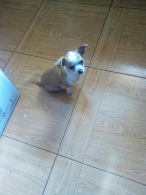 CACHORRO CHIHUAHUA