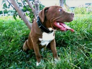 Cachorra Pitbull en Venta, Motivo Viaje