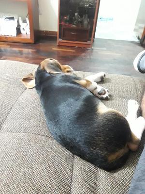 Cachorrita Beagle 3 Meses. 1 Semana