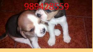 Cachorritos Beagle
