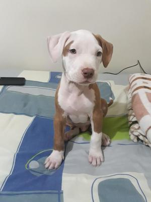 Cachorro Pitbull Vacunado Macho