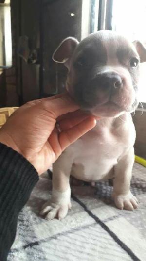 Cachorros American Bully