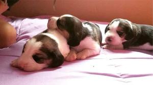 Cachorros Beagles Raza Pura