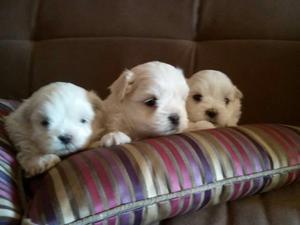 Cachorros Bichon Maltés