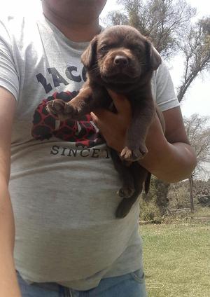 Cachorros Labrador