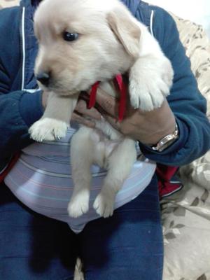 Cachorros Labradores