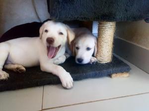 Cachorros Labradores en Venta