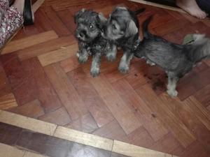 Cachorros Schnauzer