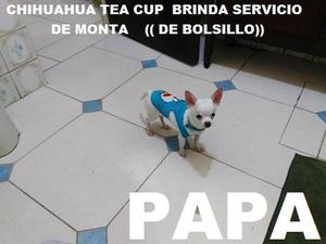 Chihuahua Tea Cup 14 Cm A La Cruz Brinda Servicio De