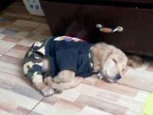 Cocker Spaniel
