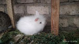 Coneja Angora Raza Grande