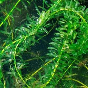 Elodea