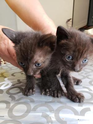 Gato Negro Ojos Azul