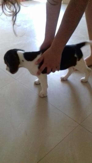 Hermosa Cachorra Beagle Vendo