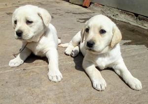 Hermosas Cachorras Labrador