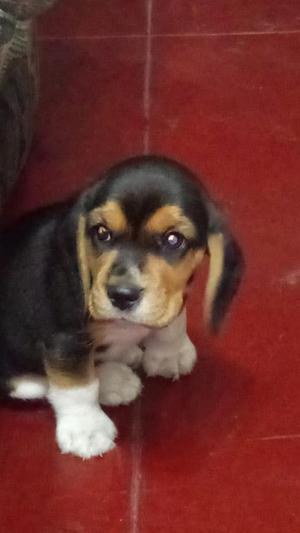 Hermoso Cachorro Beagle