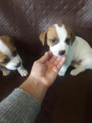 Hermosos Jack Russell