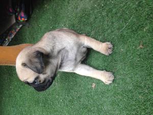 Hermosos PUGS en venta