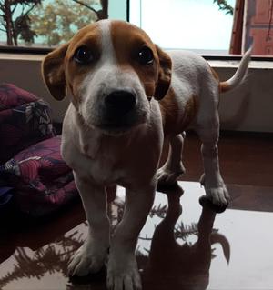Jack Russel Hembra,3 Meses con Vacunas